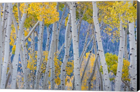 Framed Aspen Trees In Autumn At Fishlake National Forest, Utah Print