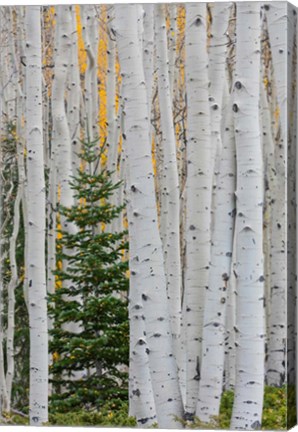 Framed Conifer Tree In An Aspen Forest Print