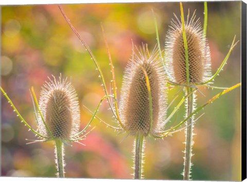 Framed Backlit Teasel Weeds Print