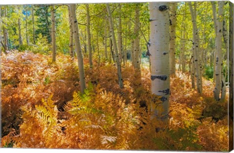 Framed Bracken Ferns And Aspen Trees, Utah Print