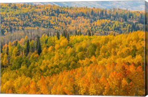 Framed Manti-La Sal National Forest In Autumn, Utah Print