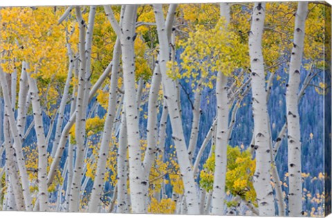 Framed Aspen Trees In Autumn, Utah Print