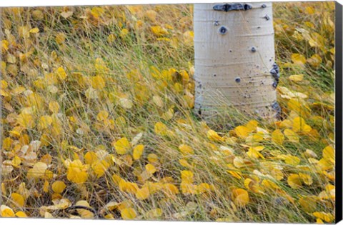 Framed Aspen Leaves In Grass Print