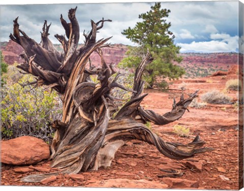 Framed Gnarled Juniper Tree, Utah Print