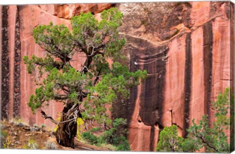 Framed Juniper Tree And A Cliff Streaked With Desert Varnish, Utah Print