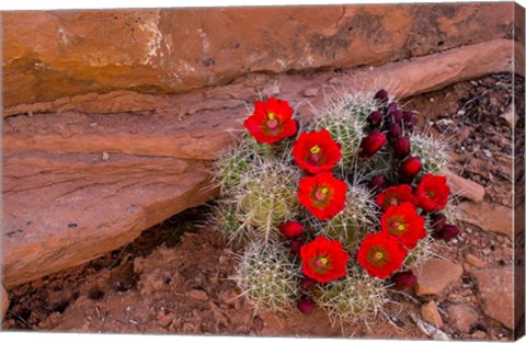 Framed Red Flowers Of A Claret Cup Cactus In Bloom Print