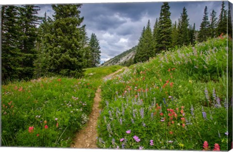 Framed Wildflowers In The Albion Basin, Utah Print