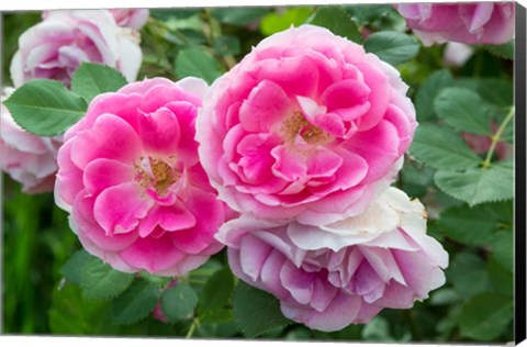 Framed Close-Up Of Pink Roses, Utah Print