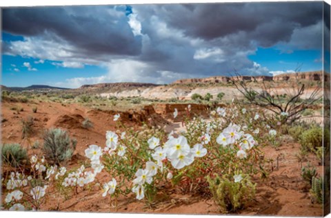 Framed Evening Primrose In The Grand Staircase Escalante National Monument Print