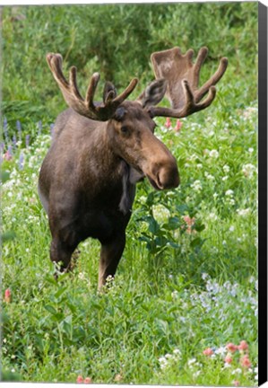 Framed Bull Moose In Wildflowers, Utah Print