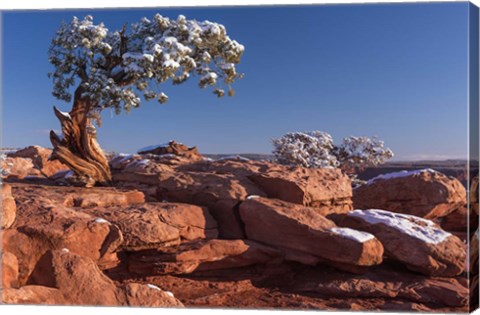 Framed Lone Pine At Dead Horse Point, Canyonlands National Park, Utah Print