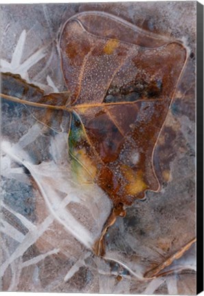 Framed Frozen Aspen Leaf In A Stream Print