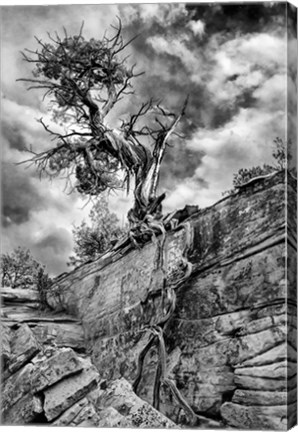 Framed Desert Juniper Tree Growing Out Of A Canyon Wall, Utah (BW) Print