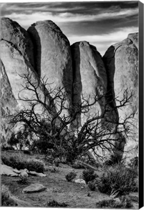 Framed Gnarled Tree Against Stone Fins, Arches National Park, Utah (BW) Print