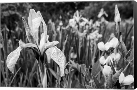 Framed Wild Iris Field In The Manti-La Sal National Forest, Utah (BW) Print