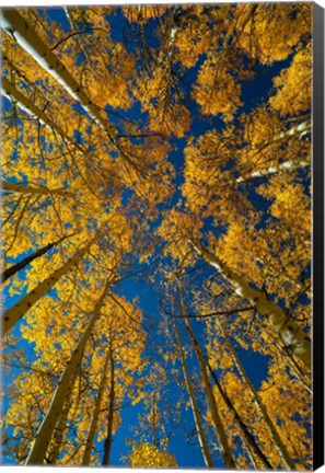 Framed Autumn Aspenat  Big Cottonwood Canyon, Utah Print