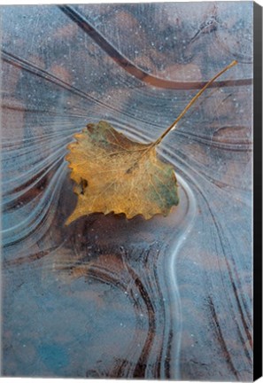 Framed Leaf With Frozen Ice Pattern Print