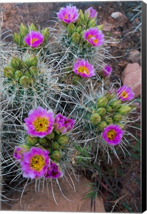 Framed Whipple&#39;s Fishhook Cactus Blooming And With Buds Print