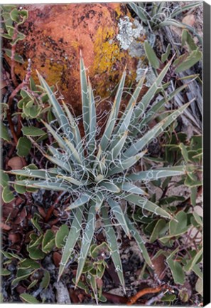 Framed Yucca Plant, Utah Print