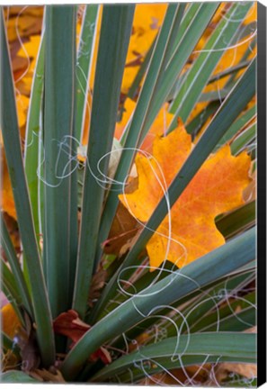 Framed Detail Of Yucca And Yellow Maple Leaves Print