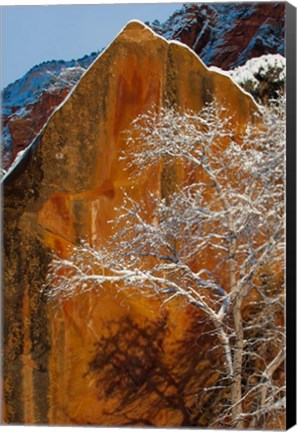 Framed Snow Covered Tree In Front Of Red Rock Boulder, Utah Print