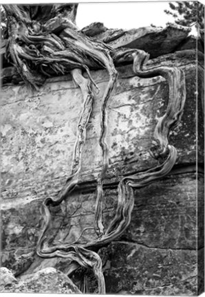 Framed Desert Juniper Tree Growing Out Of A Canyon Wall (BW) Print