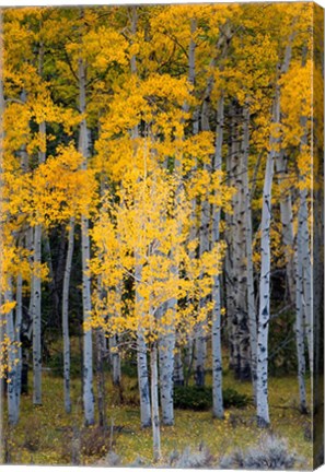 Framed Yellow Aspens In The Flaming Gorge National Recreation Area, Utah Print