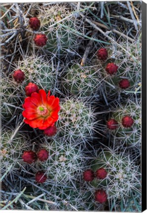 Framed Claret Cup Cactus With Buds Print