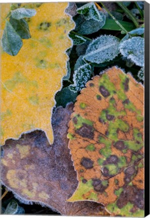 Framed Frost Covered Aspen Leaves And Clover Print