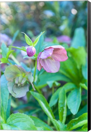 Framed Virginia, Williamsburg, Hellebore Print