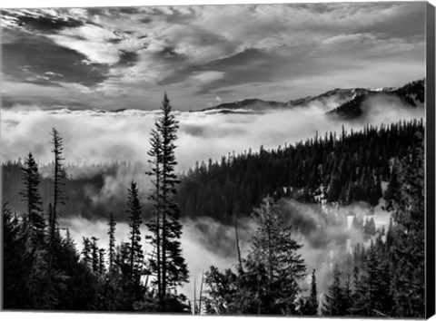 Framed Olympic National Park, Washington (BW) Print