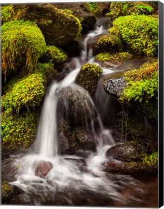 Framed Creek In Sol Duc Valley, Washington Print