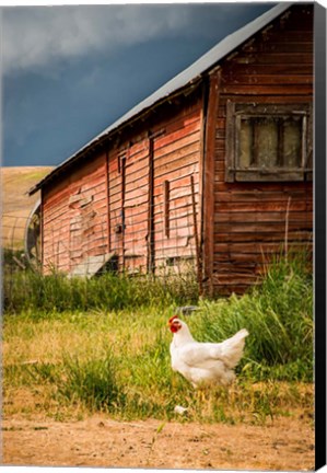 Framed Chicken Near A Coop Print