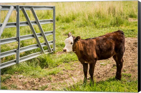 Framed Cow At Pasture Print