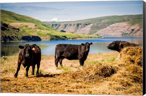 Framed Cows On The Northern Bank Of Snake River Print