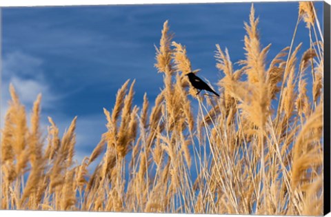 Framed Red-Winged Blackbird On Ravenna Grass Print