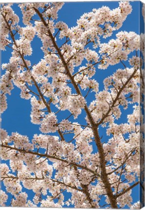 Framed Cherry Tree Blossoms In Spring, Washington State Print