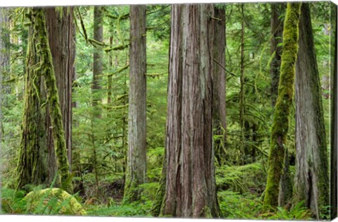 Framed Old Growth Forest On Barnes Creek Trail, Washington State Print