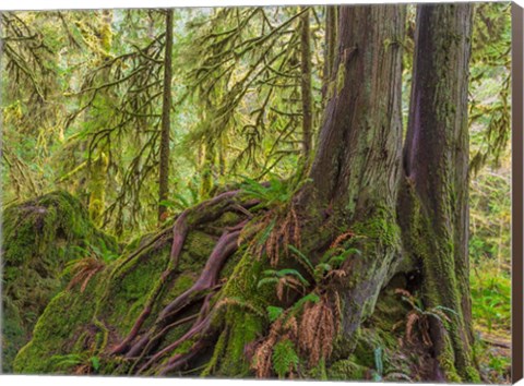 Framed Western Red Cedar Growing On A Boulder, Washington State Print