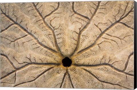 Framed Design On The Bottom Of A Sand Dollar Shell Print