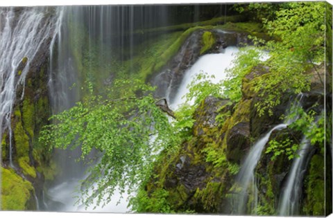 Framed Spring Scene At Panther Creek Waterfall, Washington State Print