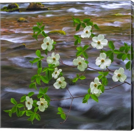 Framed Pacific Dogwood Branch Over Panther Creek, Washington State Print