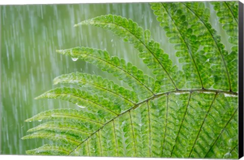 Framed Fern In Rainfall Print