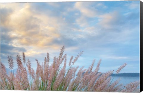 Framed Scenic View Of Pennisetum Ornamental Grasses Print