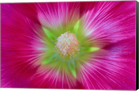 Framed Close-Up Of A Hollyhock Blossom Print