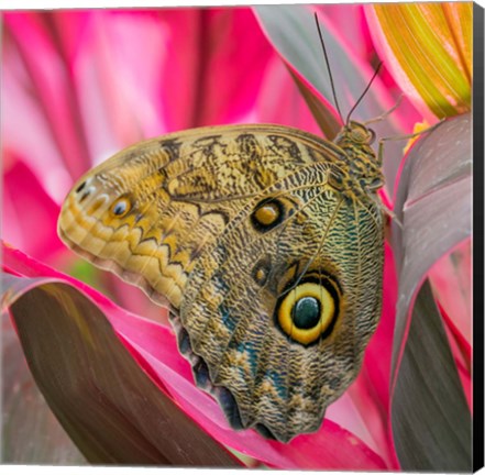 Framed Close-Up Of An Owl Butterfly Print