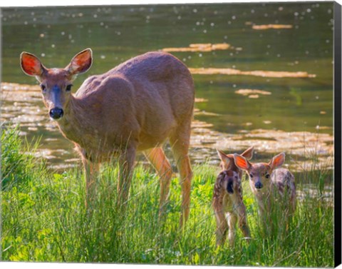 Framed Blacktail Deer With Twin Fawns Print