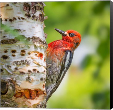 Framed Red-Breasted Sapsucker On A Paper Birch Tree Print