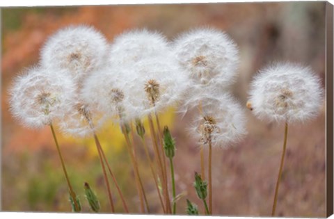 Framed Salsify Seed Heads Print