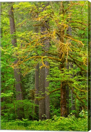 Framed Washington State, Gifford Pinchot National Forest Big Leaf Maple Tree Scenic Print